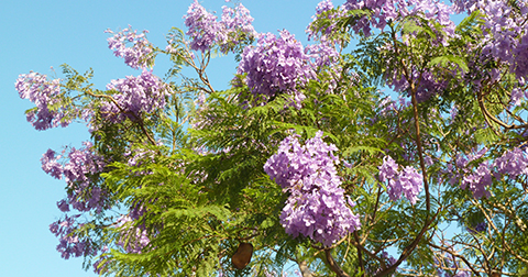 Blommande jakarandaträd Israel 2016 webb 480 Jakarandaträd