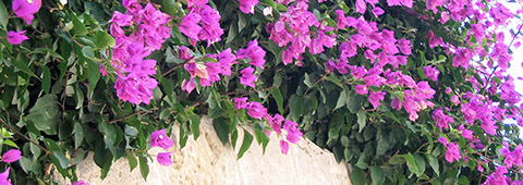 Blommor i Israel